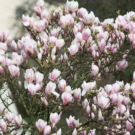 Gaestehaus Wacker Lägenhet Ringsheim