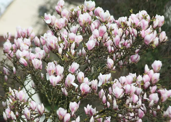 Gaestehaus Wacker アパート リングスハイム